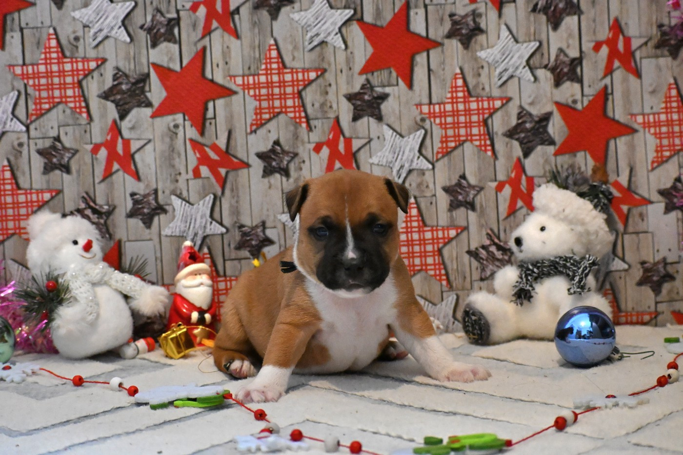 Du Saut Du Roi - Chiots disponibles - Staffordshire Bull Terrier