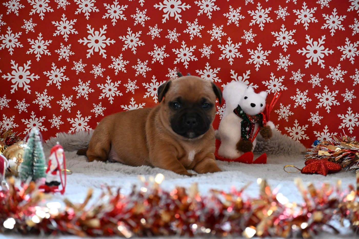 Du Saut Du Roi - Chiots disponibles - Staffordshire Bull Terrier