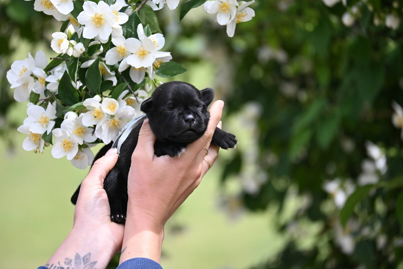 Du Saut Du Roi - Chiots disponibles - Staffordshire Bull Terrier