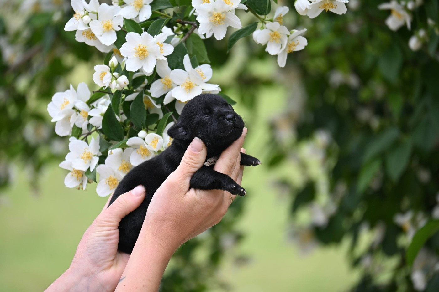 Du Saut Du Roi - Chiots disponibles - Staffordshire Bull Terrier
