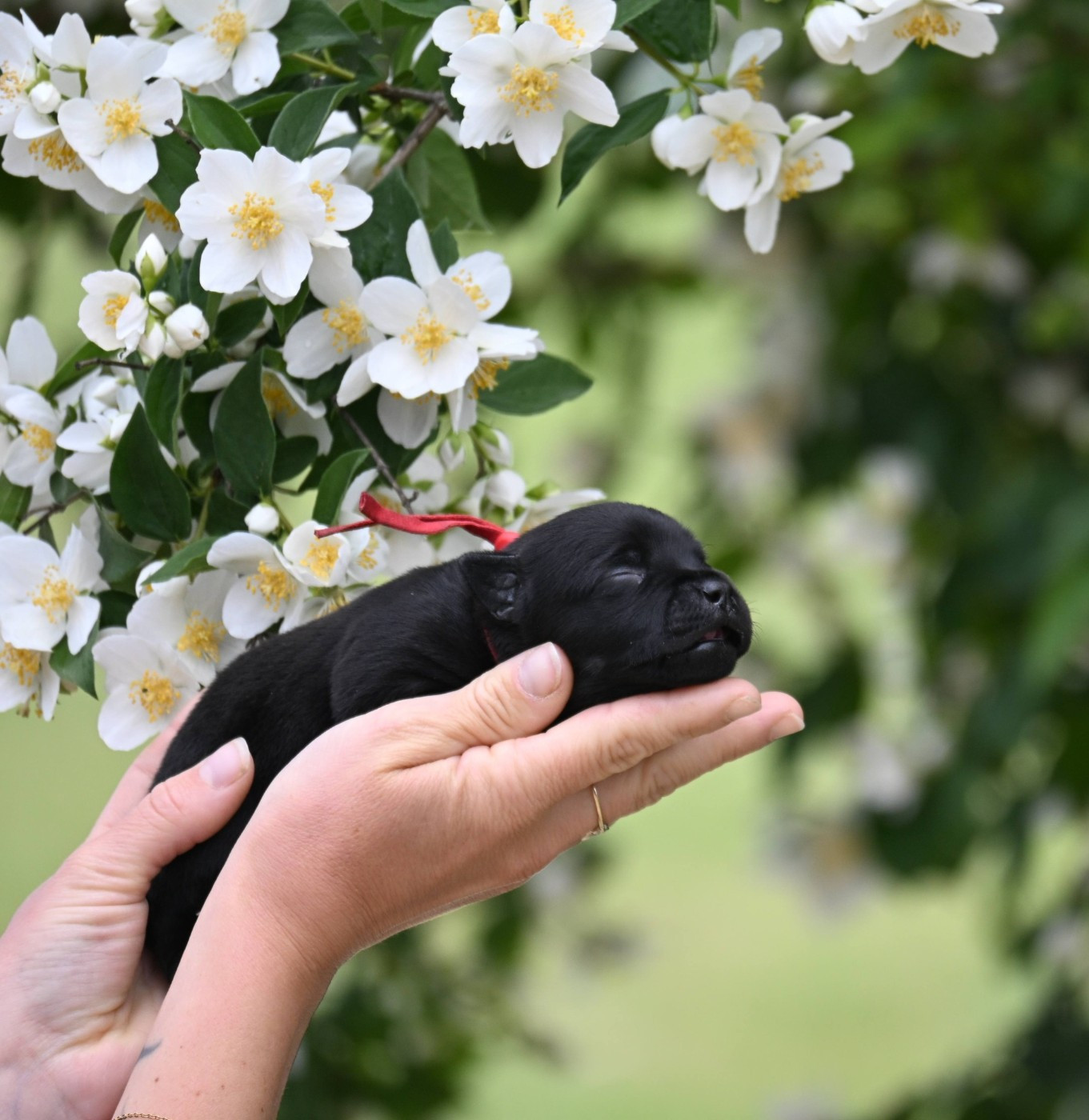 Du Saut Du Roi - Chiots disponibles - Staffordshire Bull Terrier