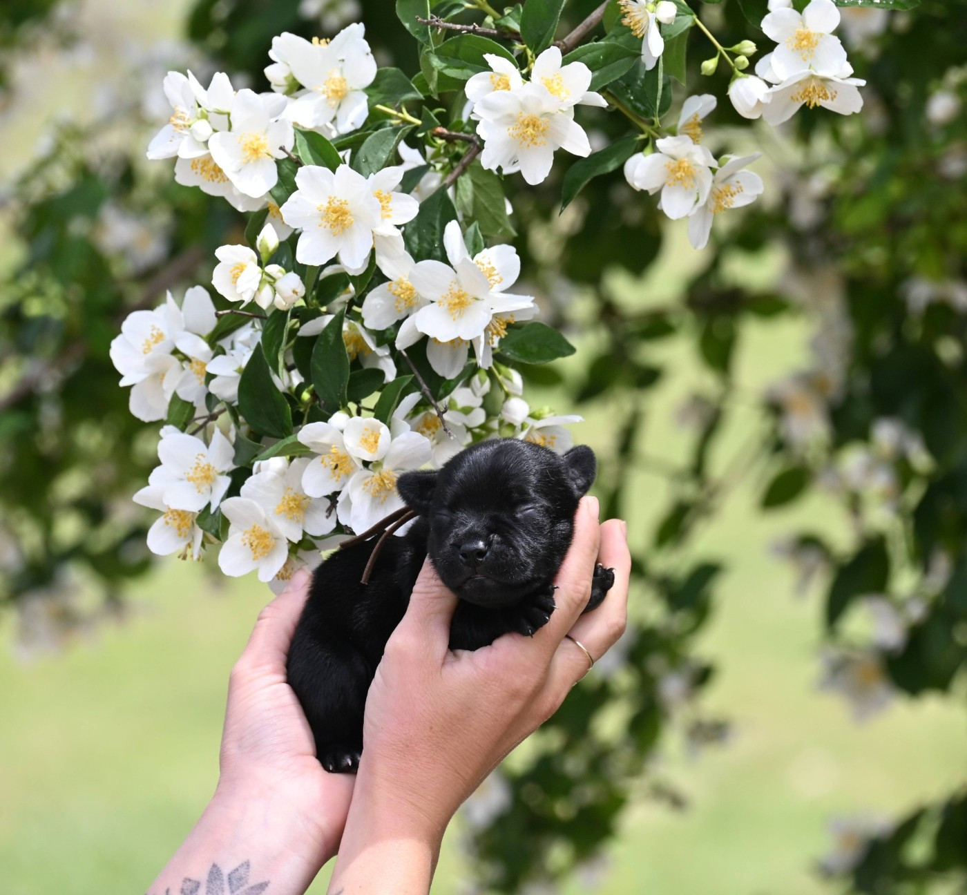 Du Saut Du Roi - Chiots disponibles - Staffordshire Bull Terrier