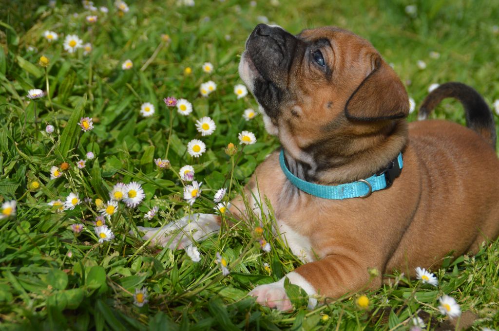 Du Saut Du Roi - Chiots disponibles - Staffordshire Bull Terrier