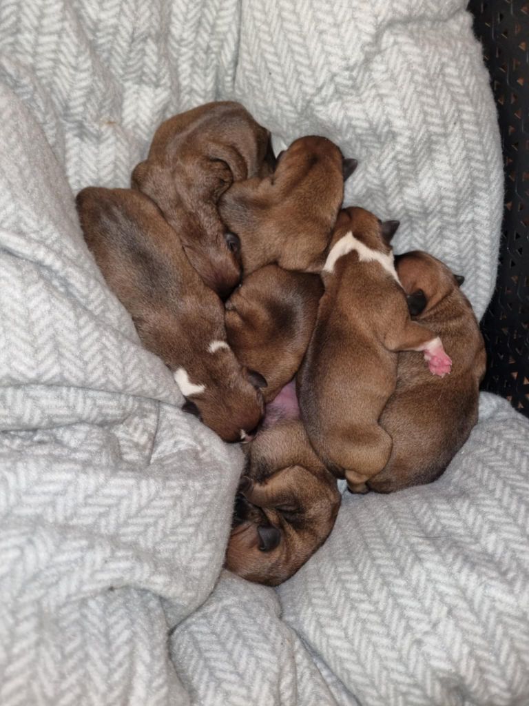 Chiot Staffordshire Bull Terrier Du Saut Du Roi