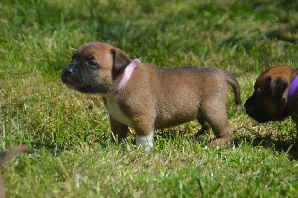 Du Saut Du Roi - Chiots disponibles - Staffordshire Bull Terrier
