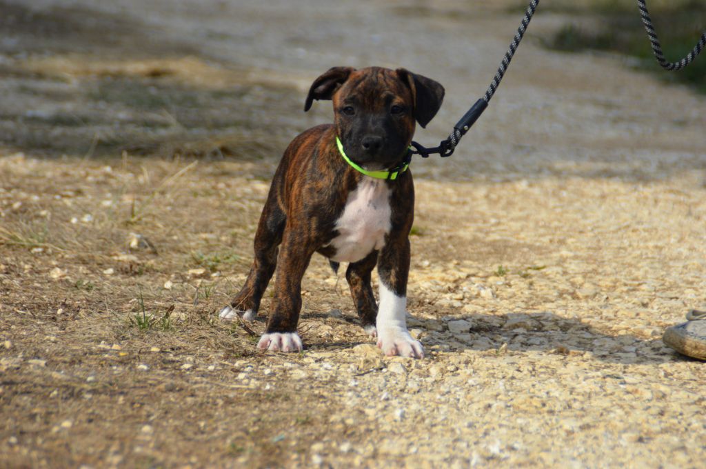 Du Saut Du Roi - Staffordshire Bull Terrier - Portée née le 21/06/2022