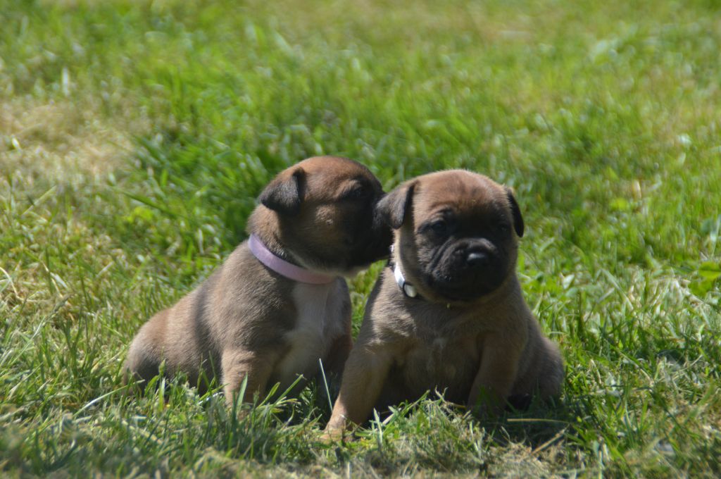 Du Saut Du Roi - Chiots disponibles - Staffordshire Bull Terrier