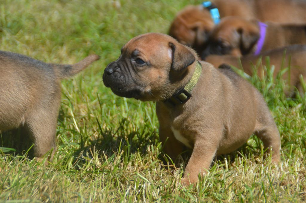 Du Saut Du Roi - Chiots disponibles - Staffordshire Bull Terrier