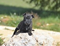 Saya Du Saut du Roi