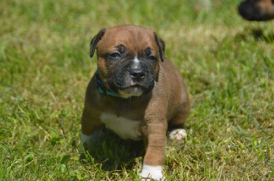 Apache 