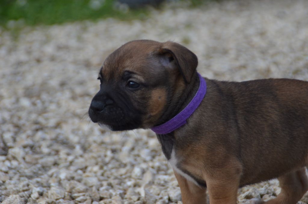 Du Saut Du Roi - Chiots disponibles - Staffordshire Bull Terrier