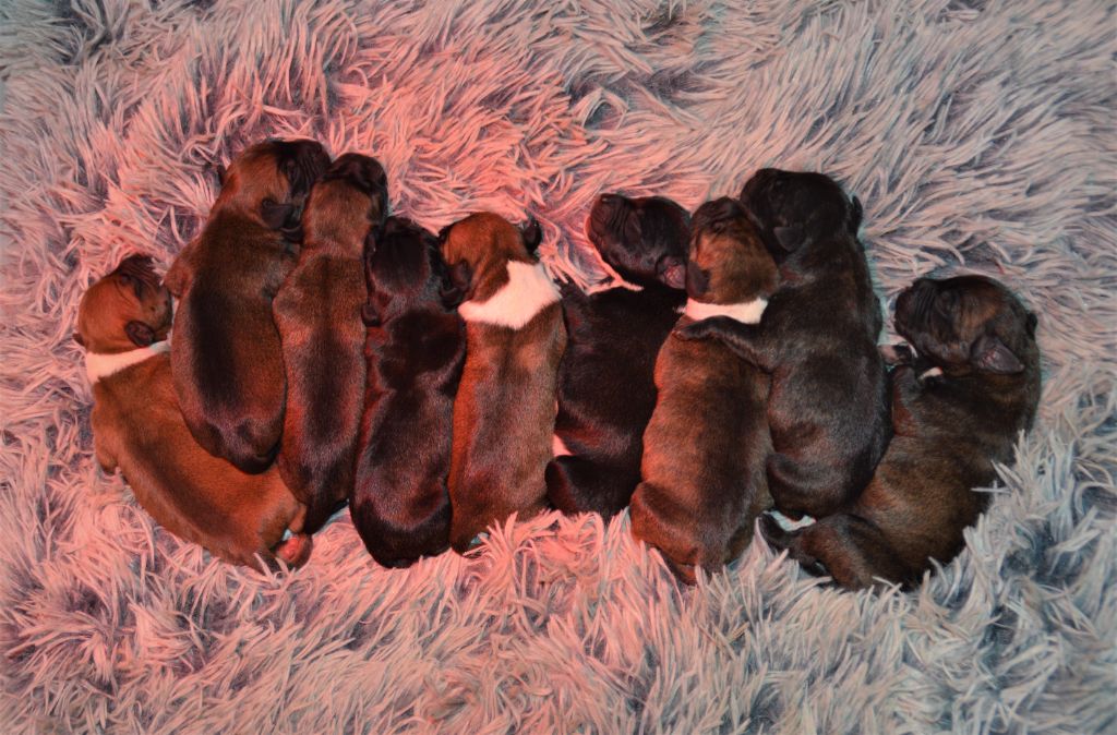 Chiot Staffordshire Bull Terrier Du Saut Du Roi