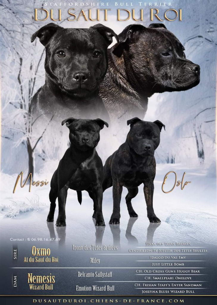 Du Saut Du Roi - Staffordshire Bull Terrier - Portée née le 25/12/2023