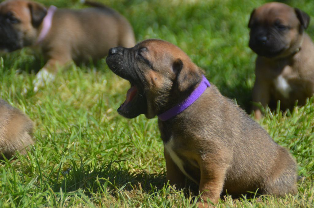 Du Saut Du Roi - Chiots disponibles - Staffordshire Bull Terrier