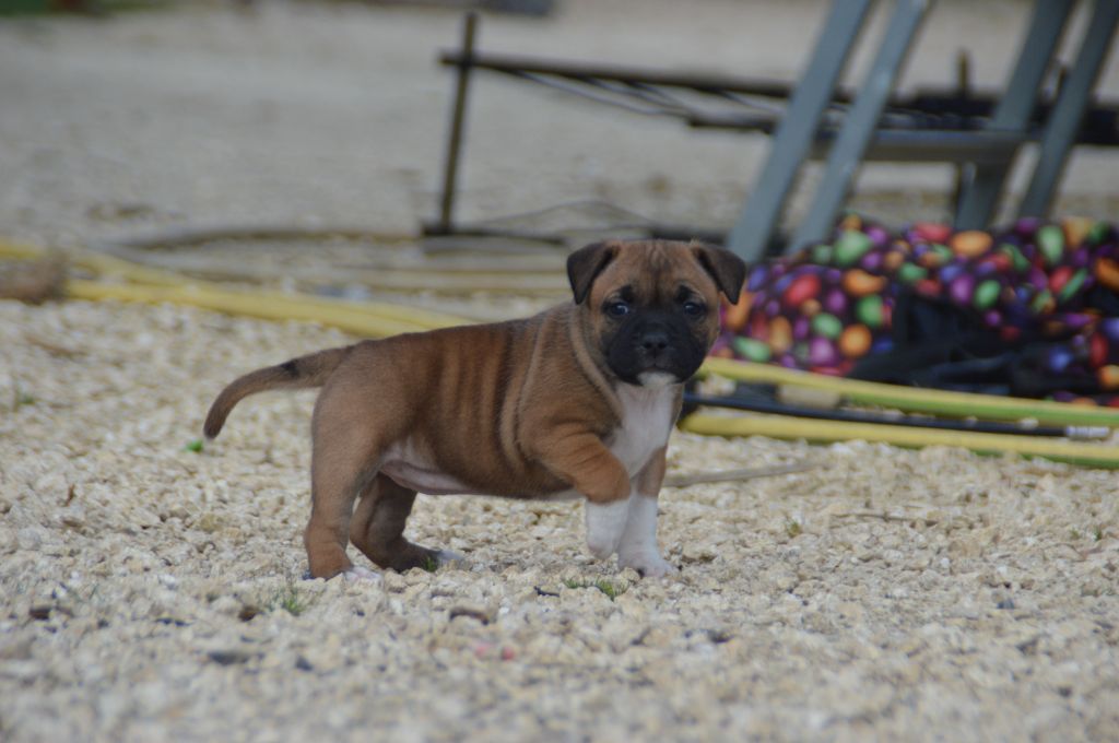 Du Saut Du Roi - Chiots disponibles - Staffordshire Bull Terrier